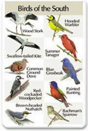 Birds Of The South SongCard.jpg